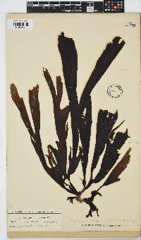 Stypopodium zonale image