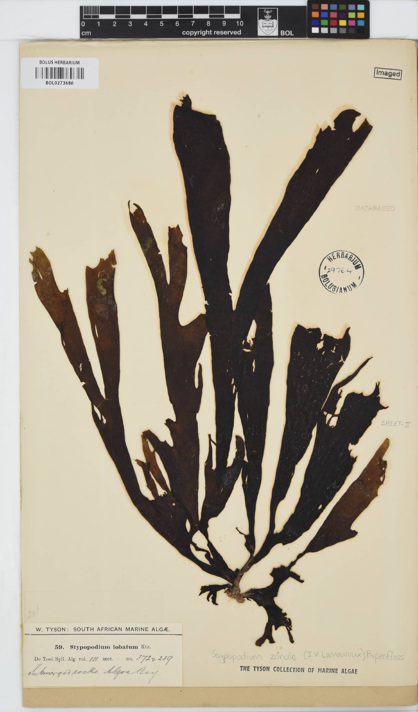 Stypopodium image