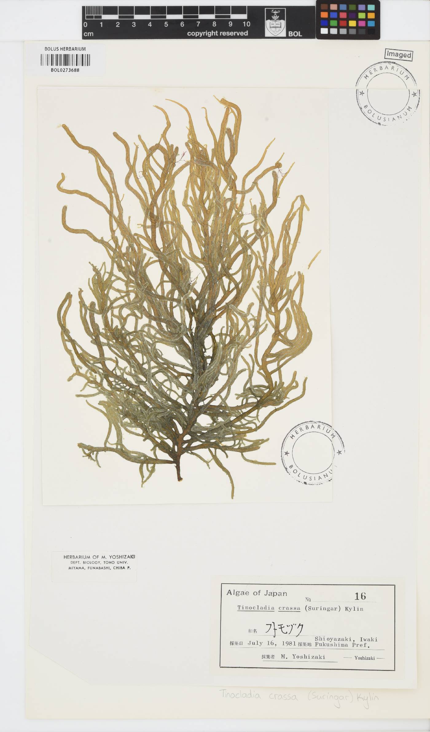Eudesme crassa image