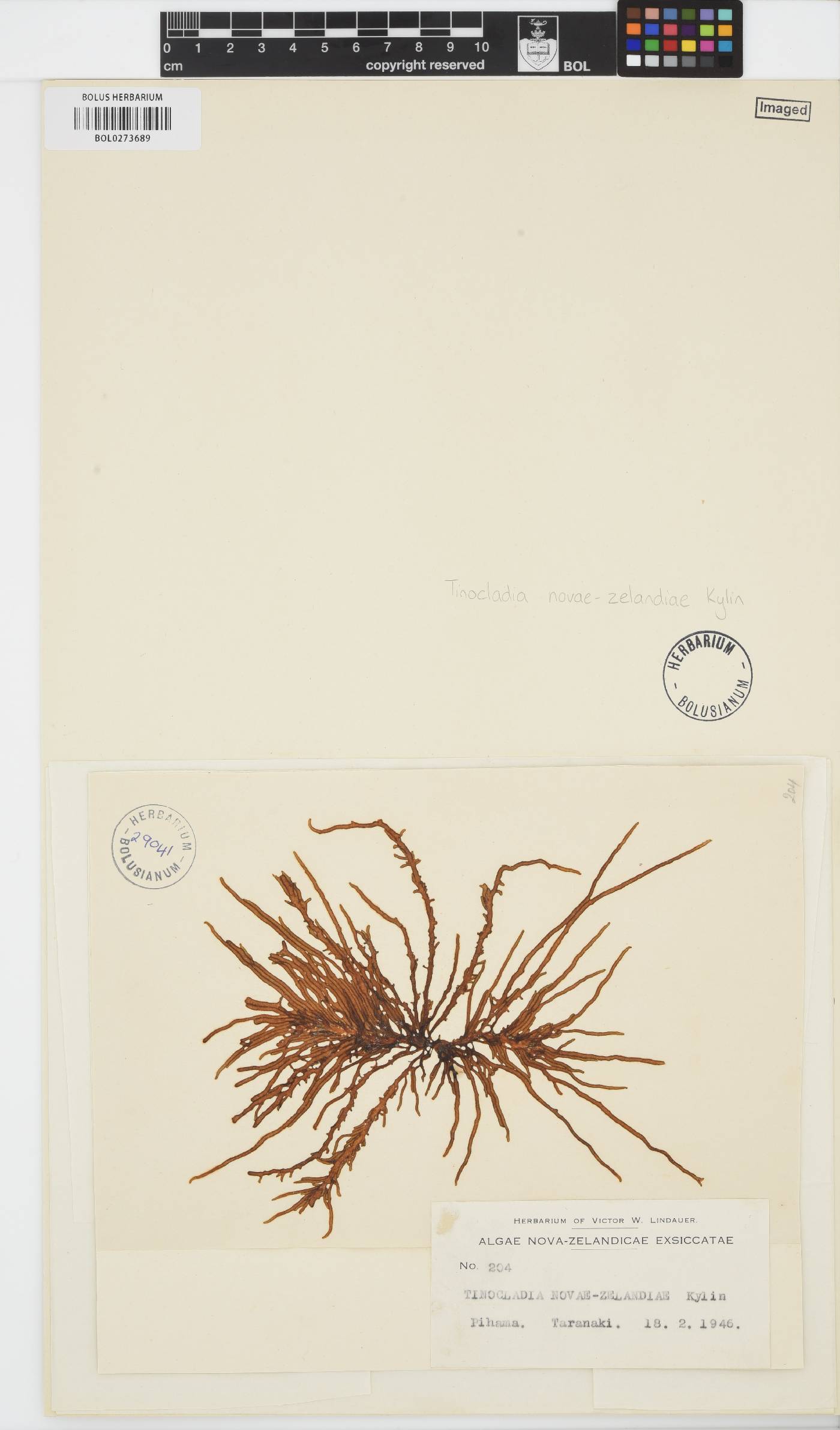 Eudesme novae-zelandiae image
