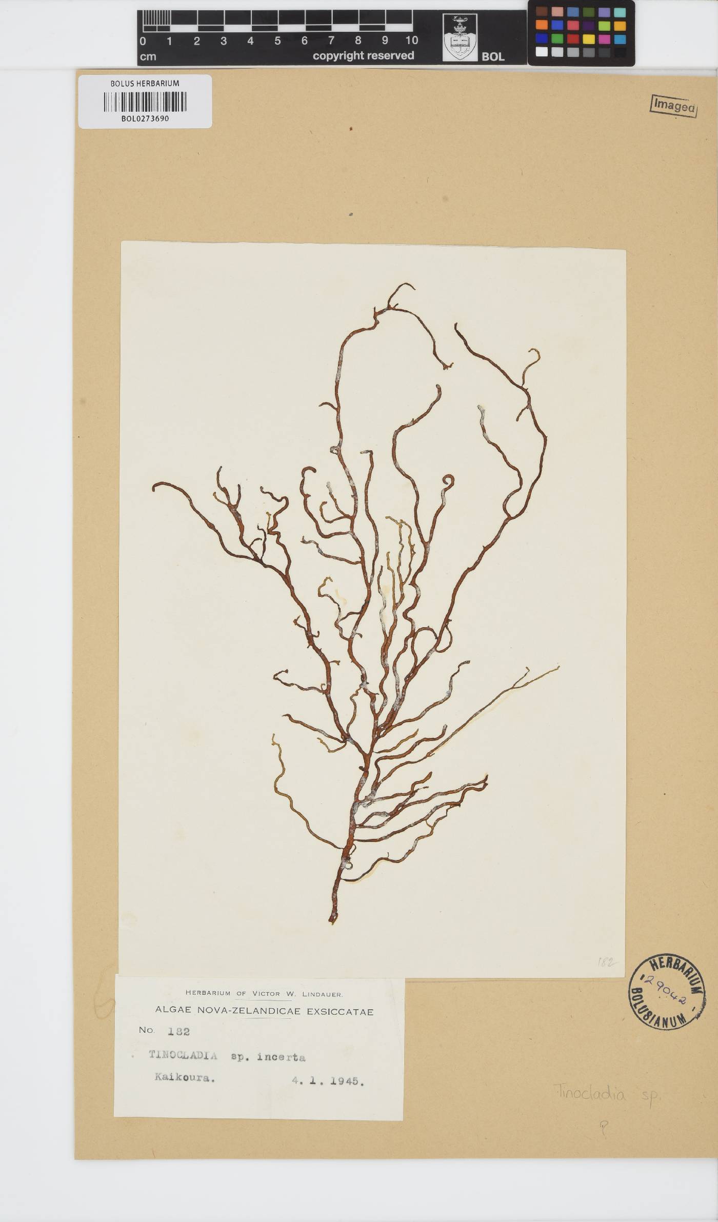 Tinocladia image