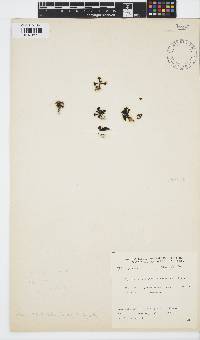 Turbinaria ornata image