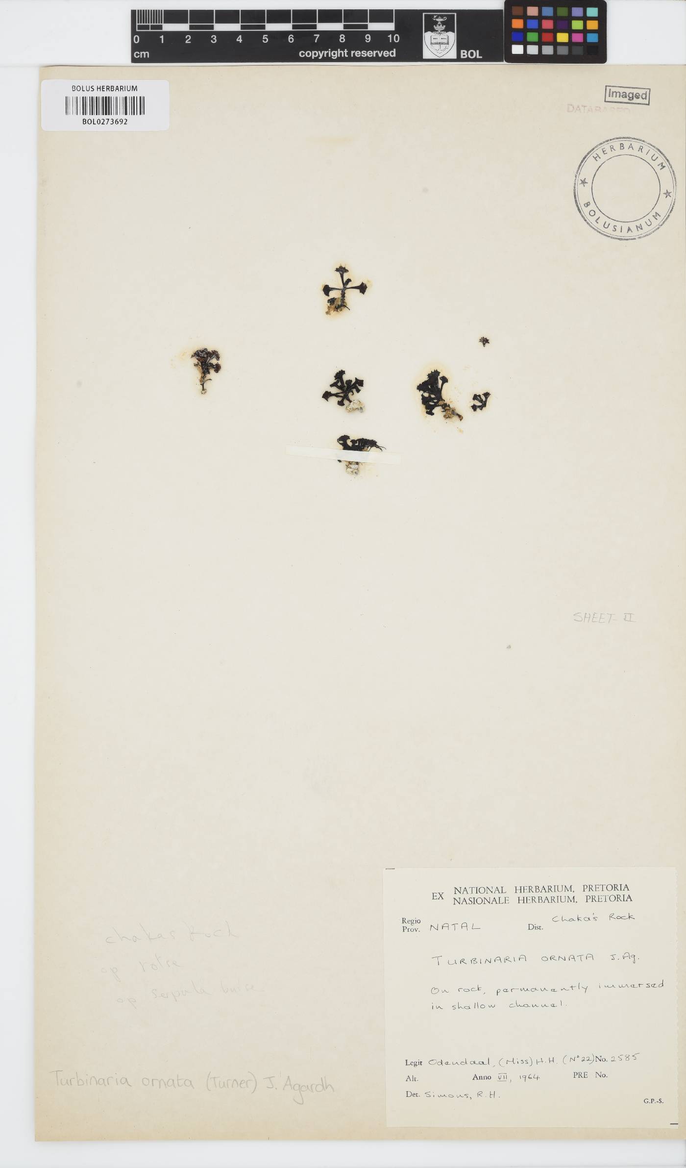 Turbinaria ornata image