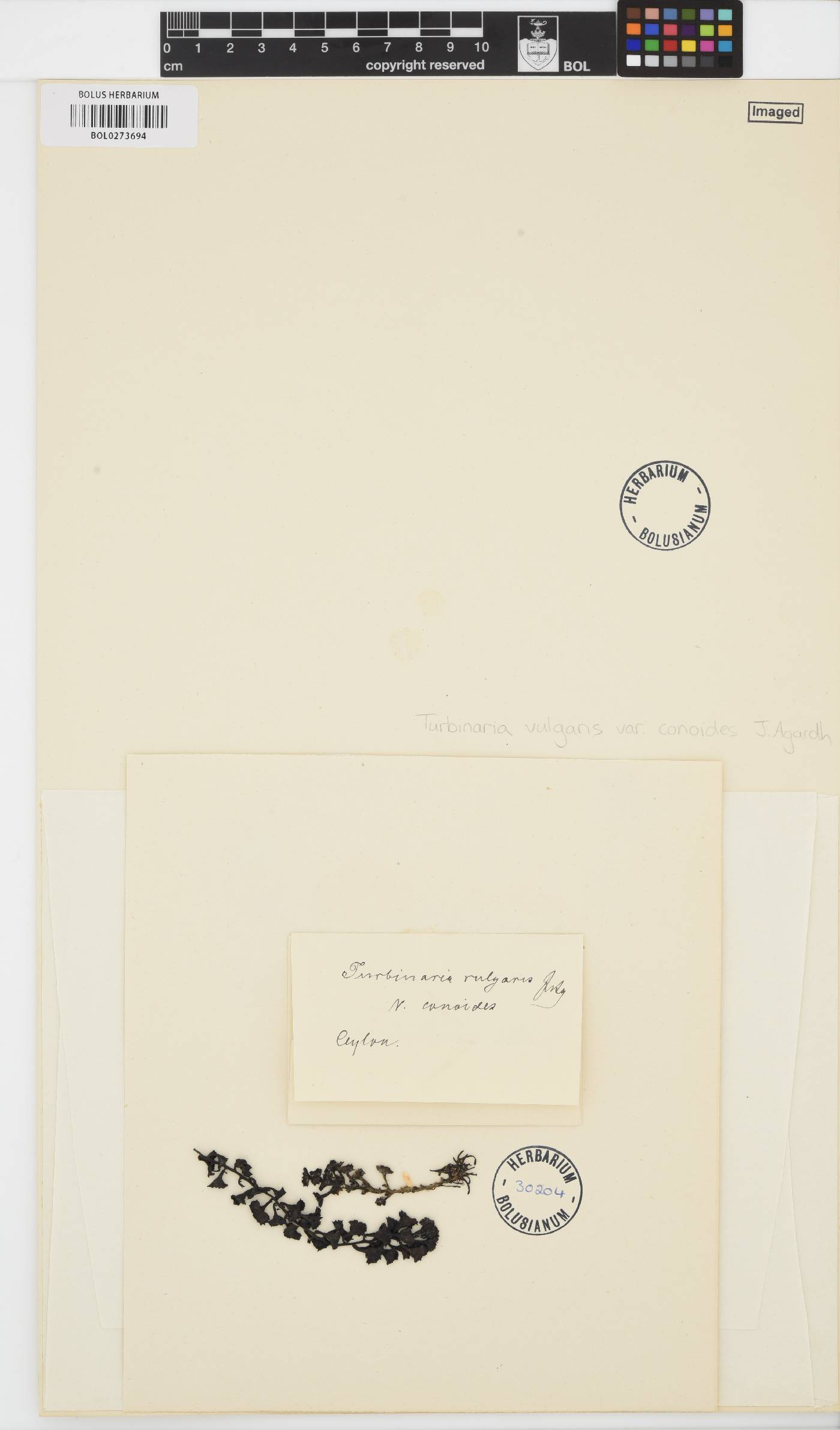 Turbinaria conoides image