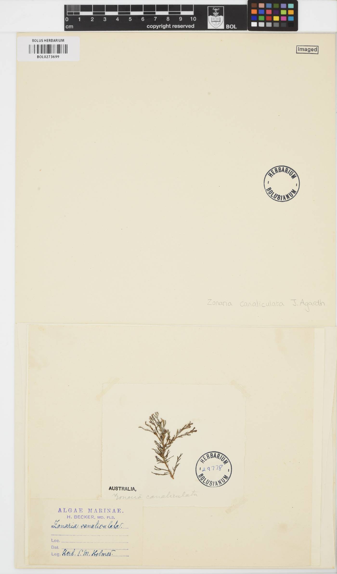 Zonaria canaliculata image