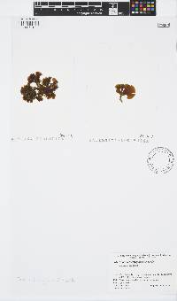 Image of Zonaria diesingiana