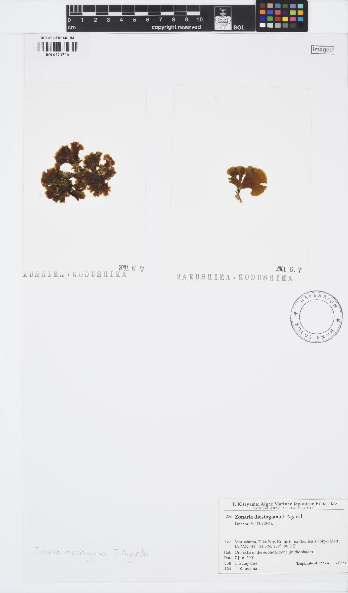 Zonaria diesingiana image