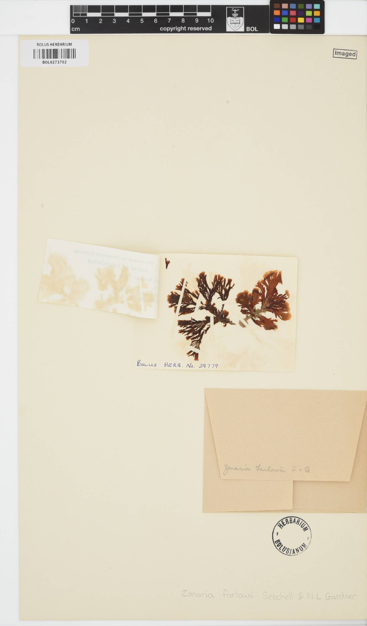 Zonaria farlowii image
