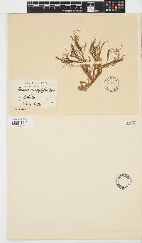 Chlanidophora microphylla image