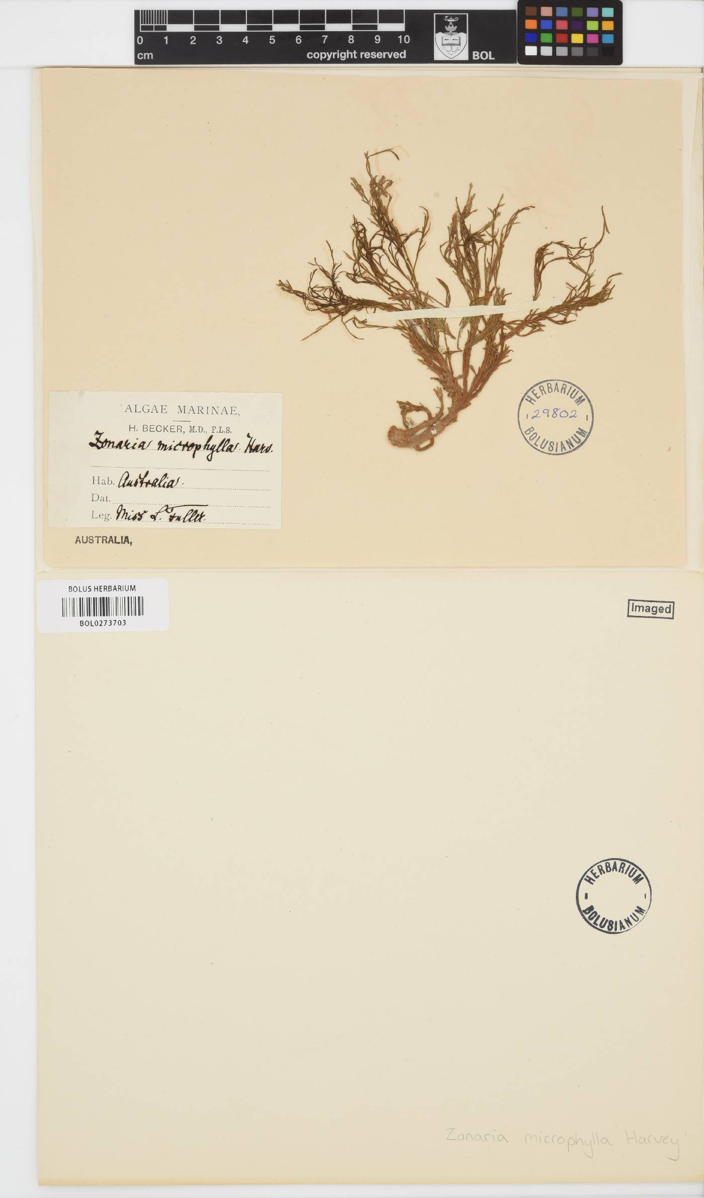 Chlanidophora microphylla image