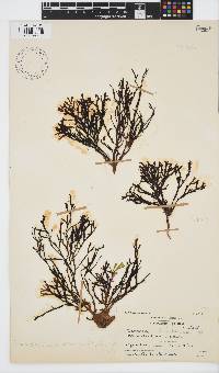 Zonaria subarticulata image