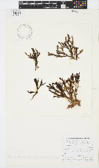 Zonaria subarticulata image
