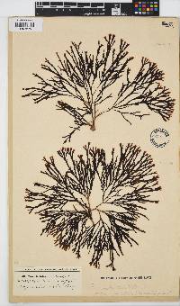 Zonaria subarticulata image