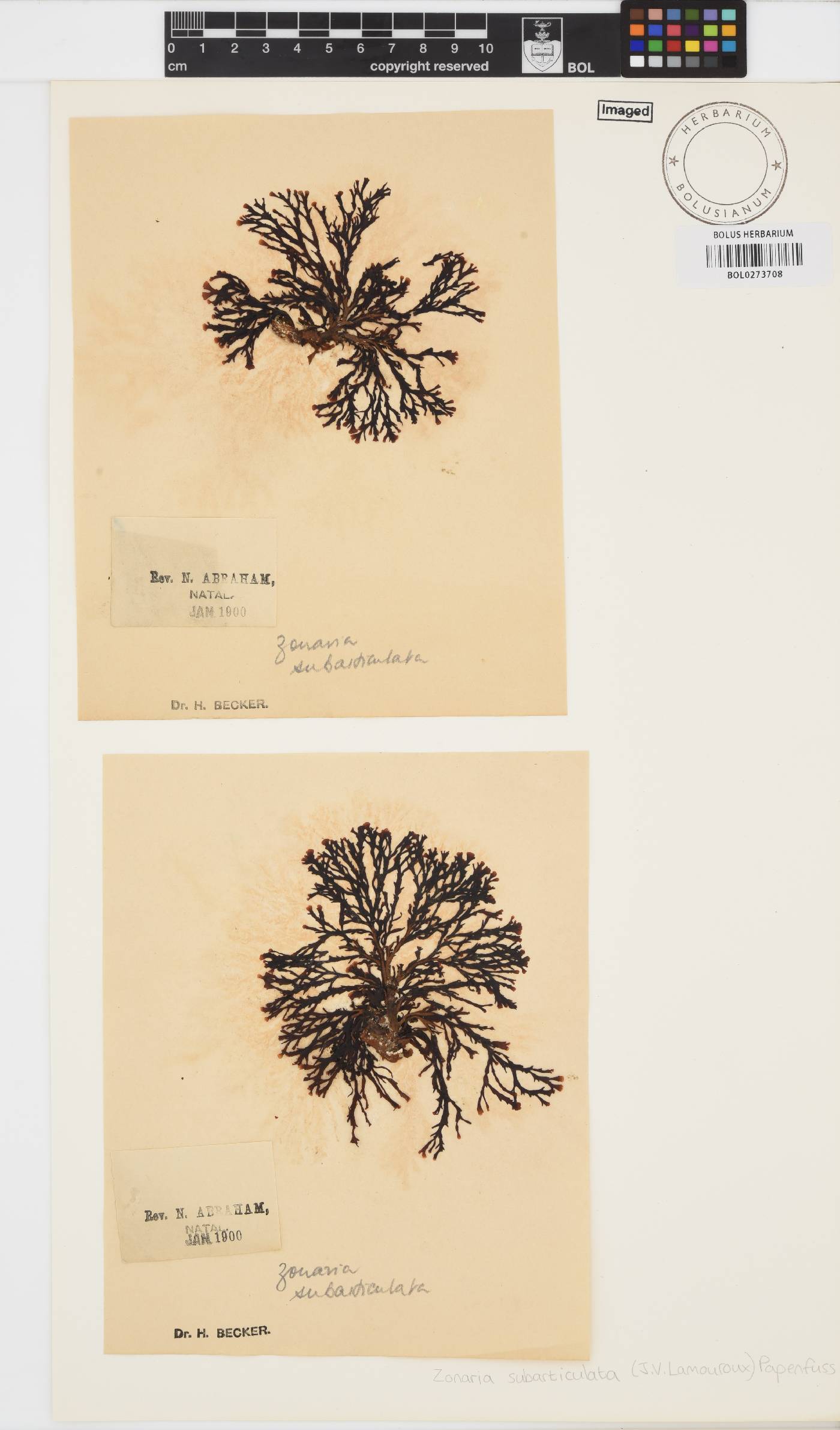 Zonaria subarticulata image