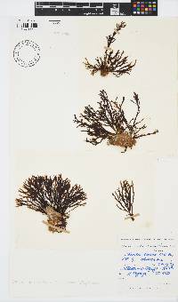 Zonaria subarticulata image