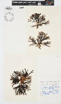 Zonaria subarticulata image