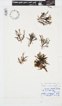 Zonaria subarticulata image