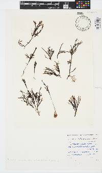 Zonaria subarticulata image