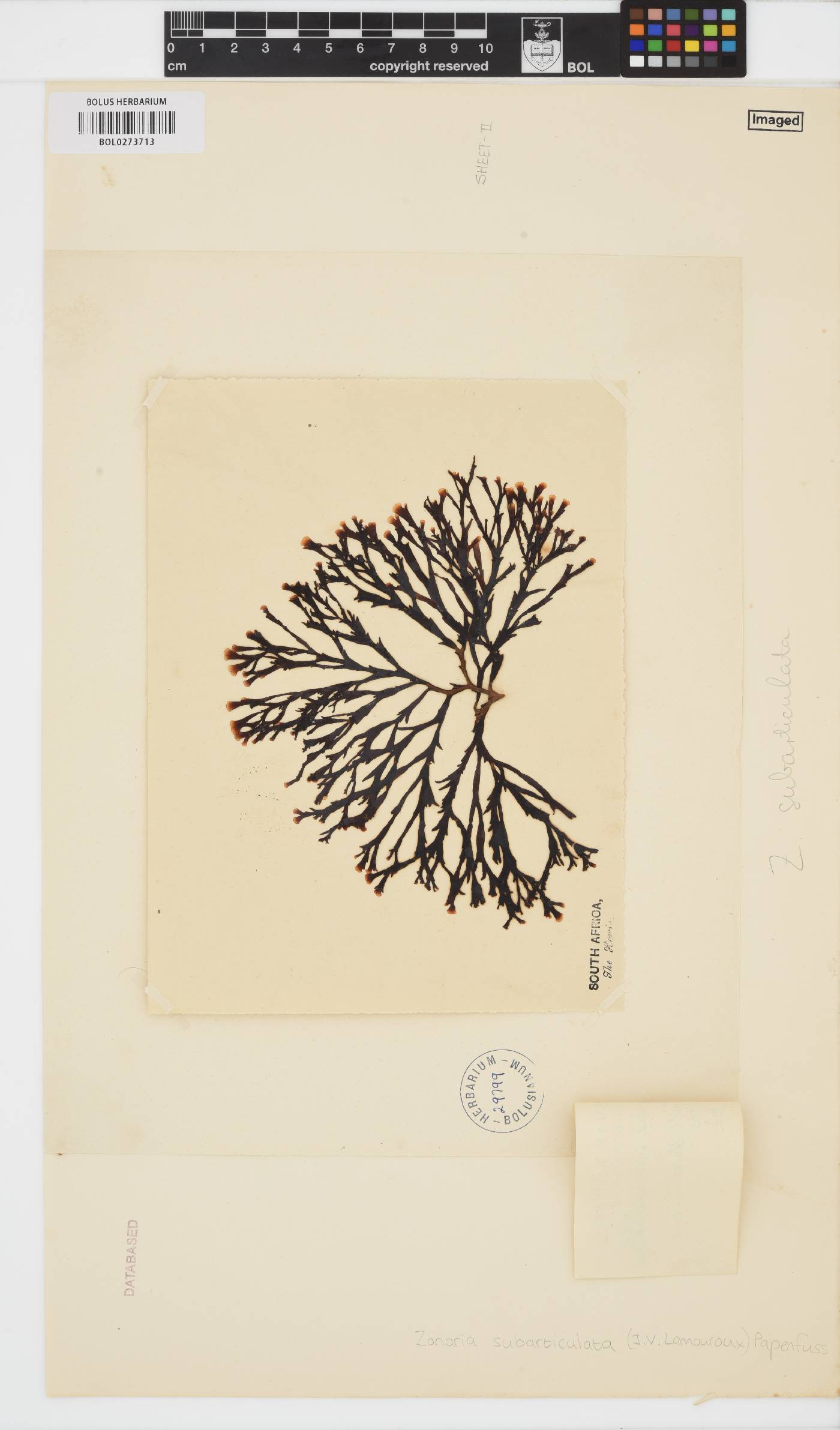 Zonaria image