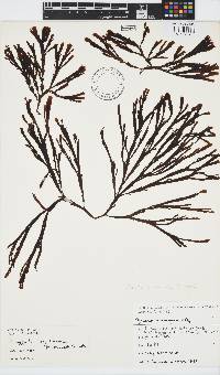 Image of Zonaria turneriana