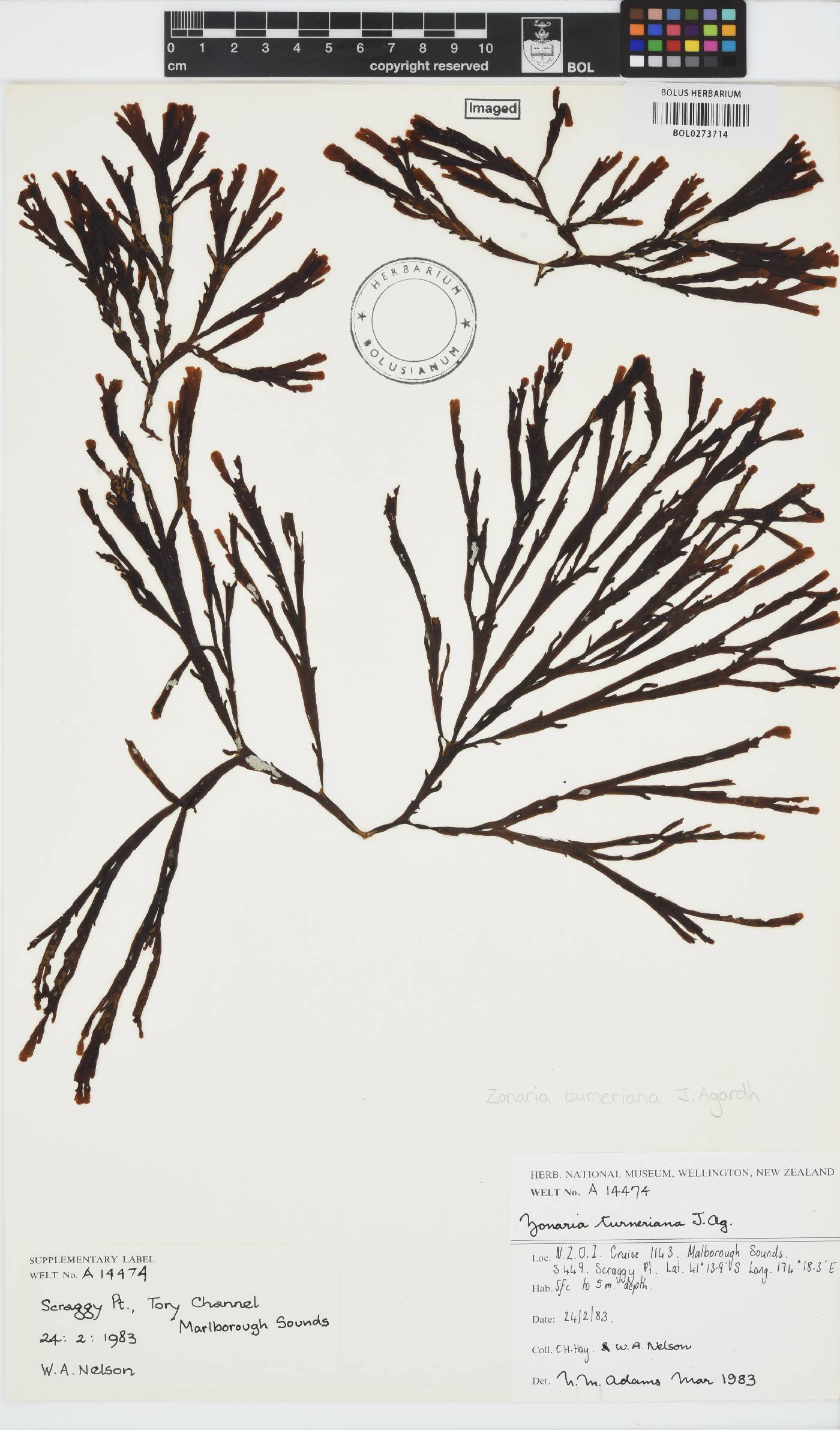 Zonaria turneriana image