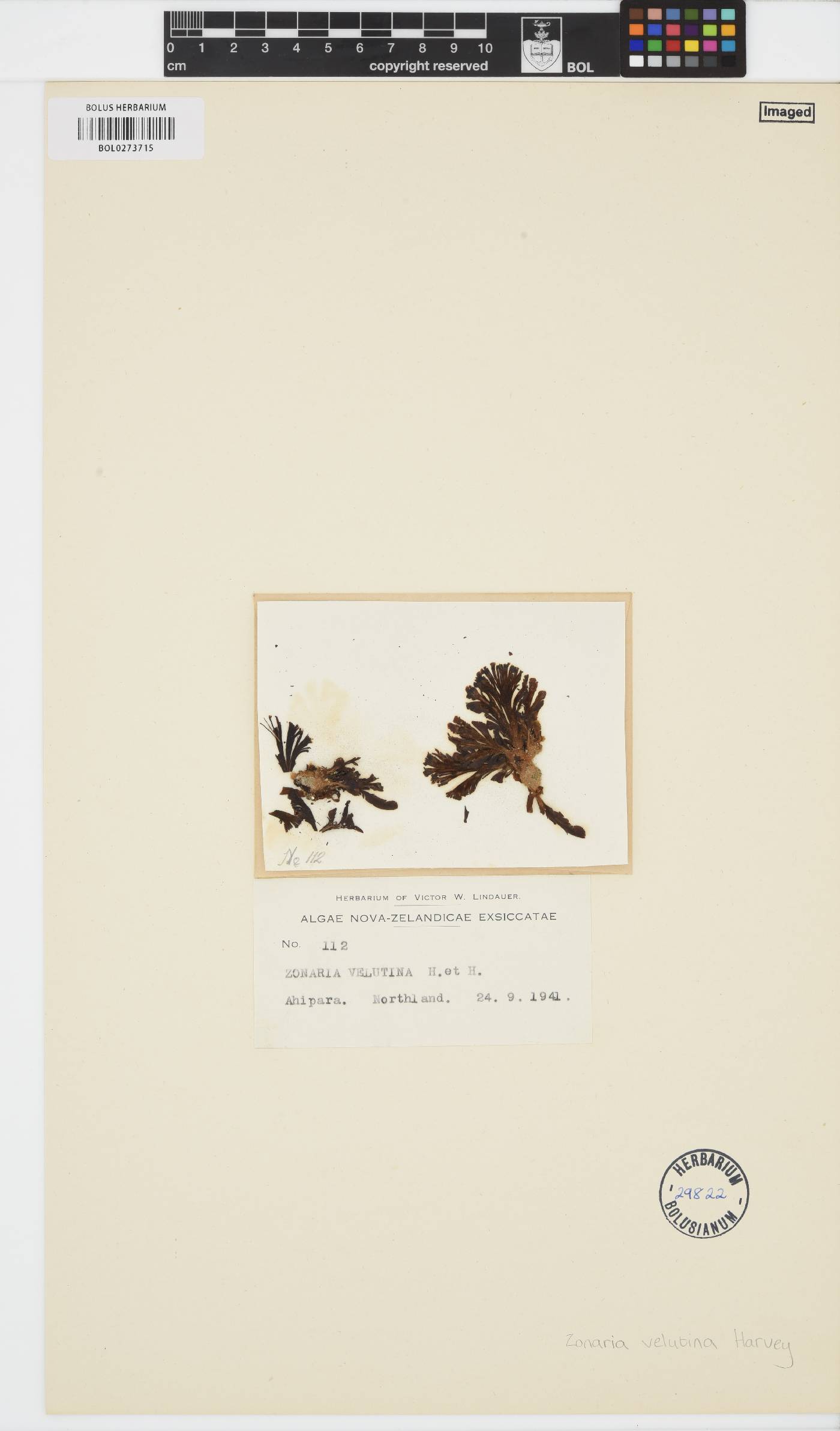 Microzonia velutina image