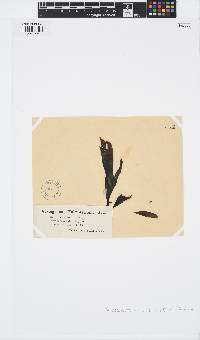 Stypopodium multipartitum image