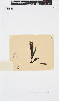 Stypopodium multipartitum image