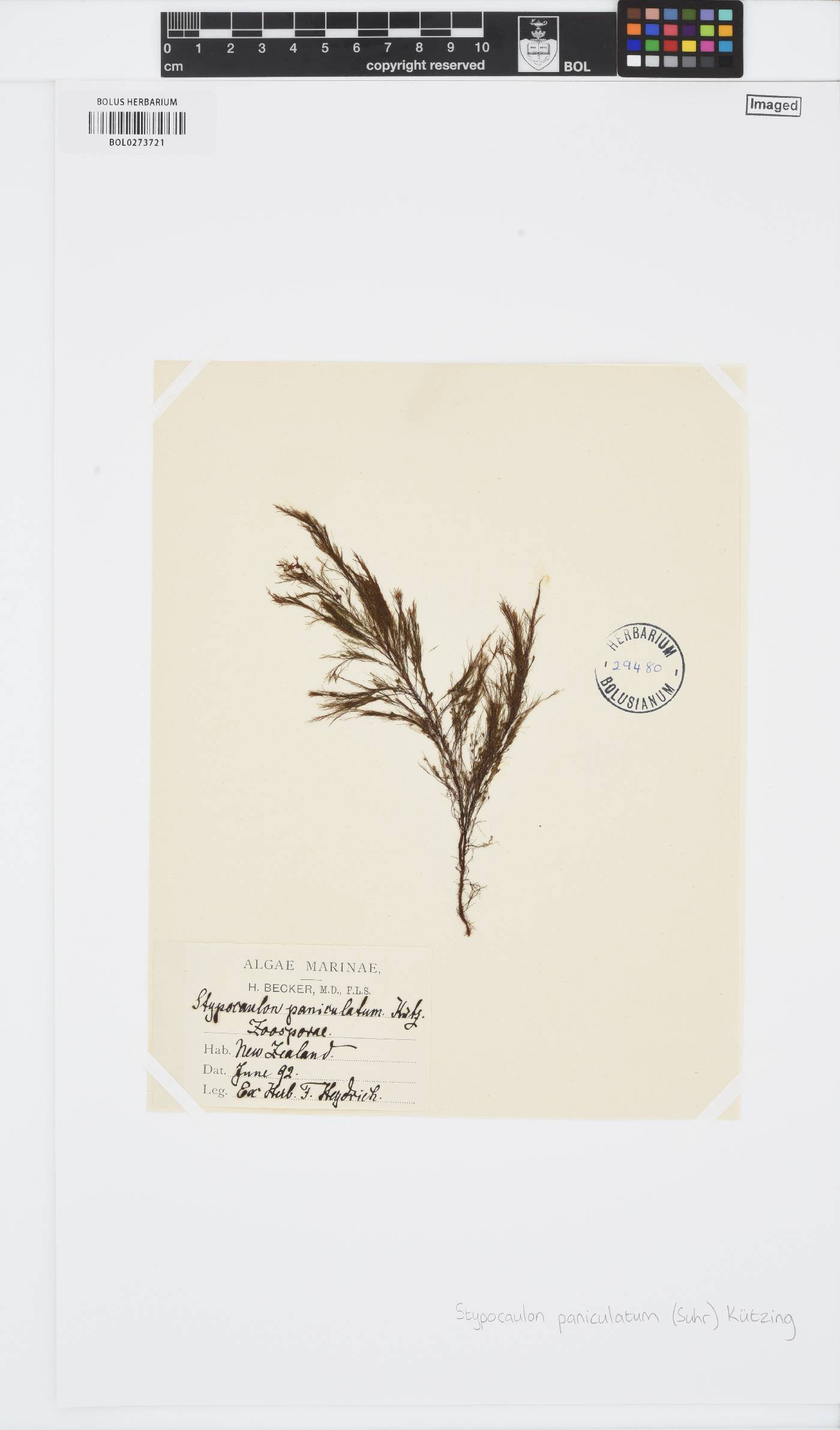 Halopteris paniculata image