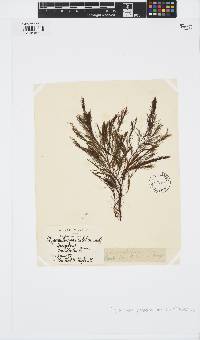 Halopteris paniculata image