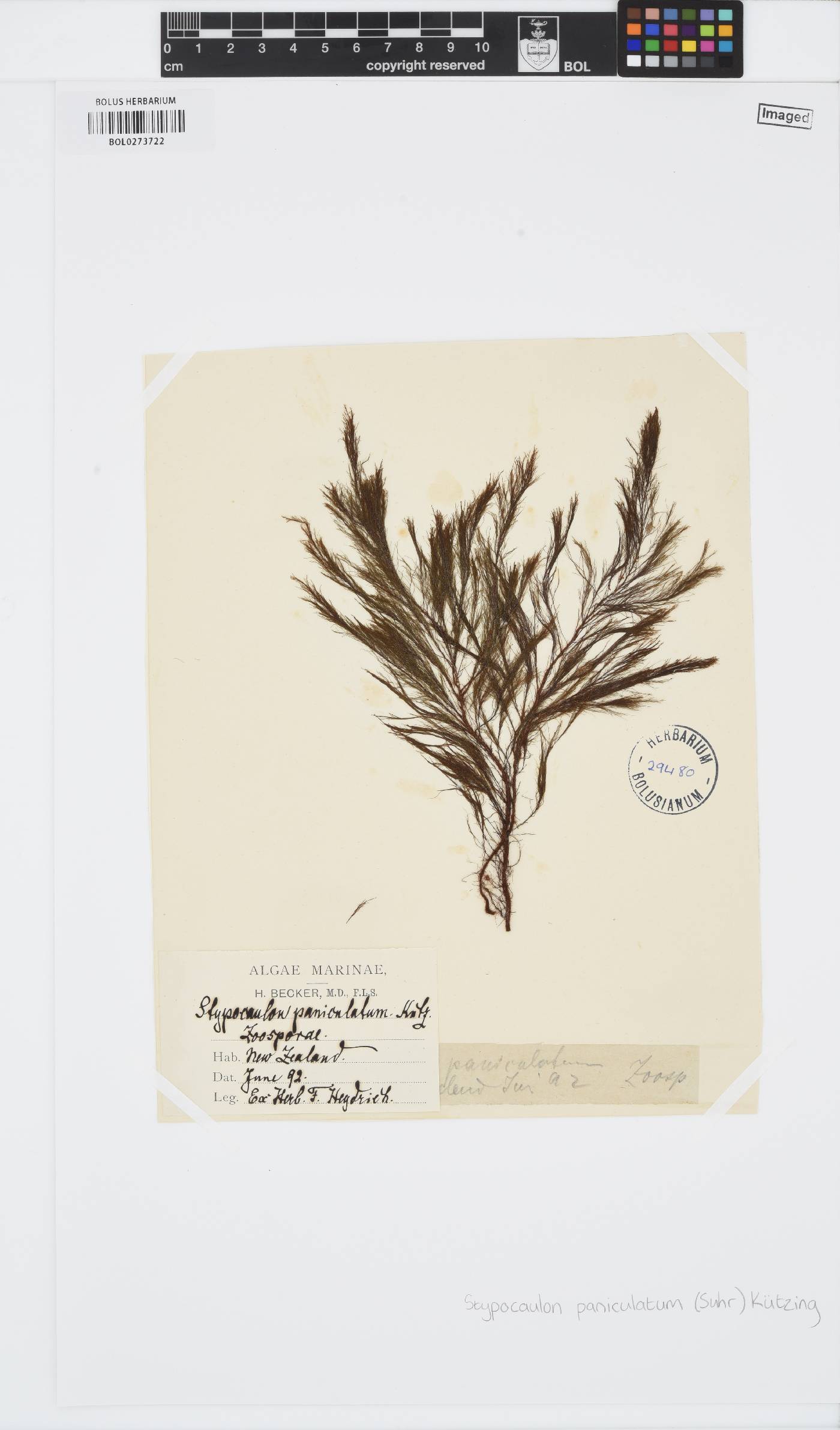 Halopteris paniculata image