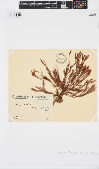 Halopteris funicularis image