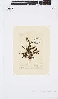Halopteris funicularis image