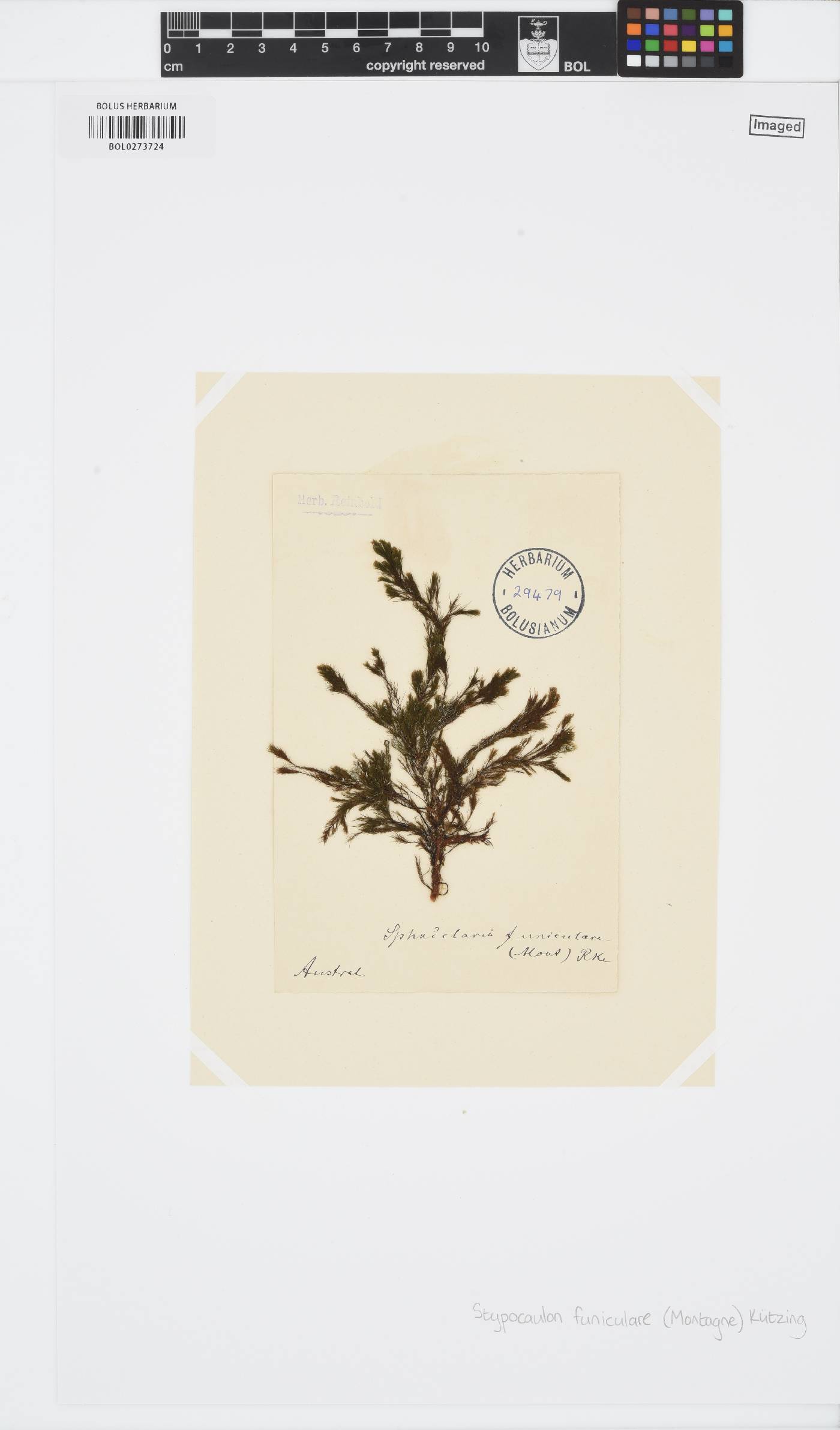 Halopteris funicularis image
