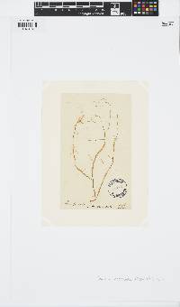 Image of Striaria attenuata