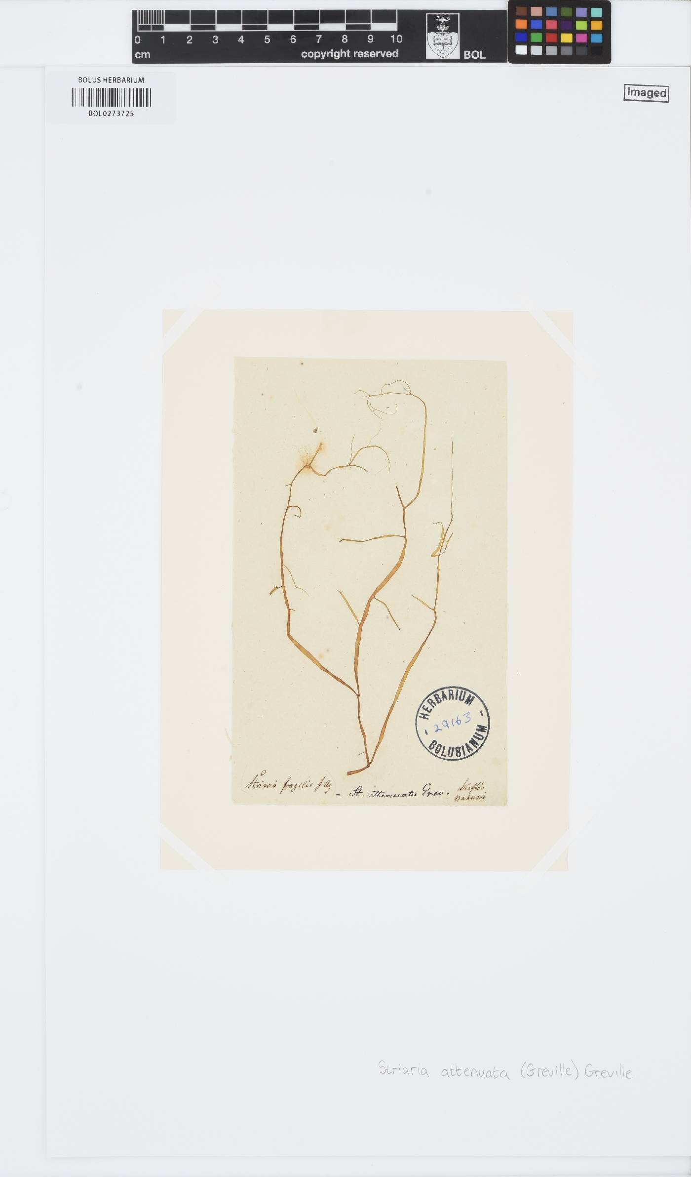 Striaria attenuata image