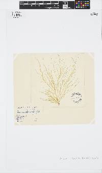 Striaria attenuata image