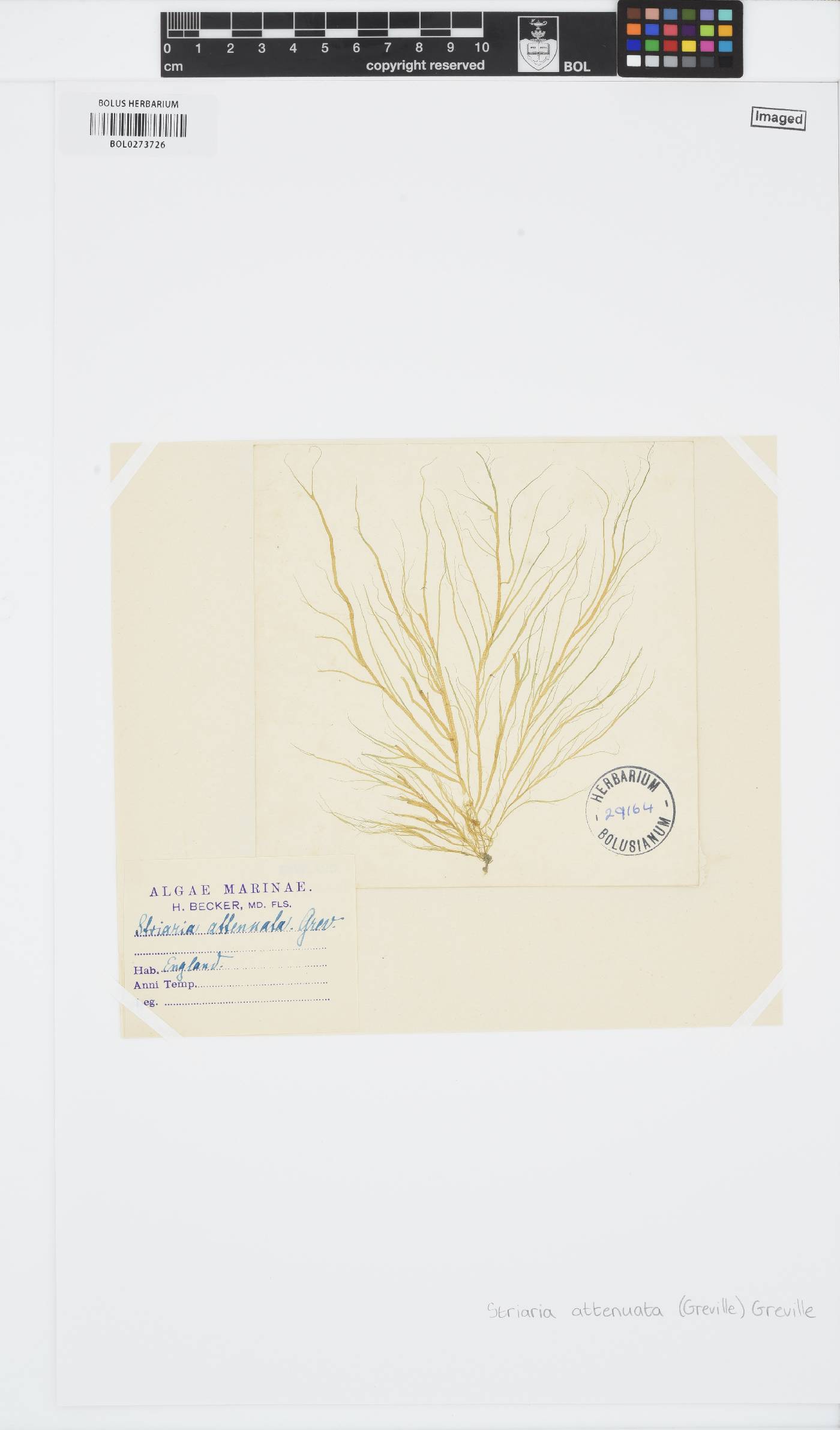 Striaria attenuata image