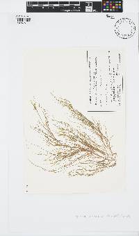 Striaria attenuata image