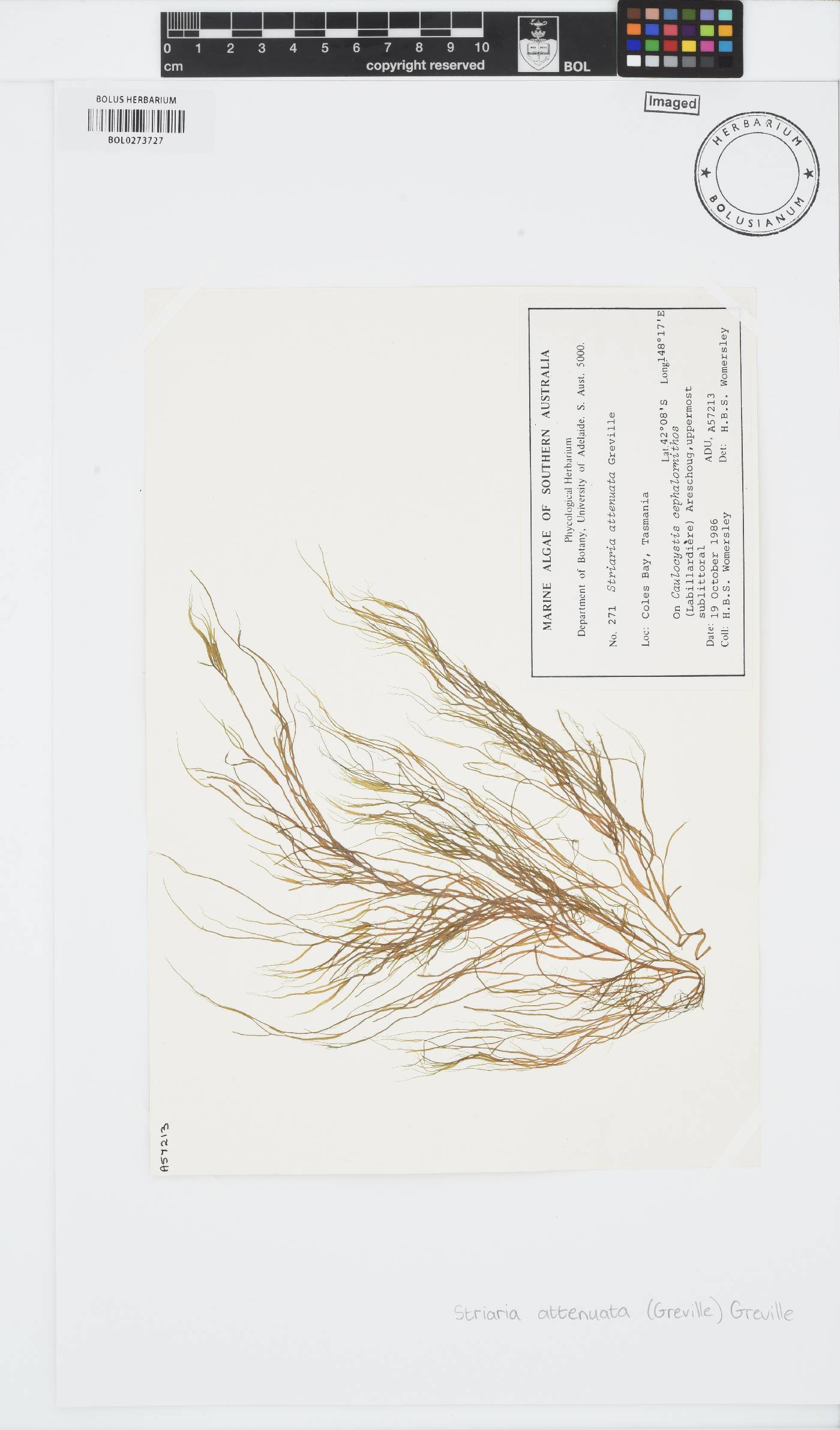 Striaria image