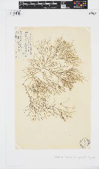 Stilophora tenella image