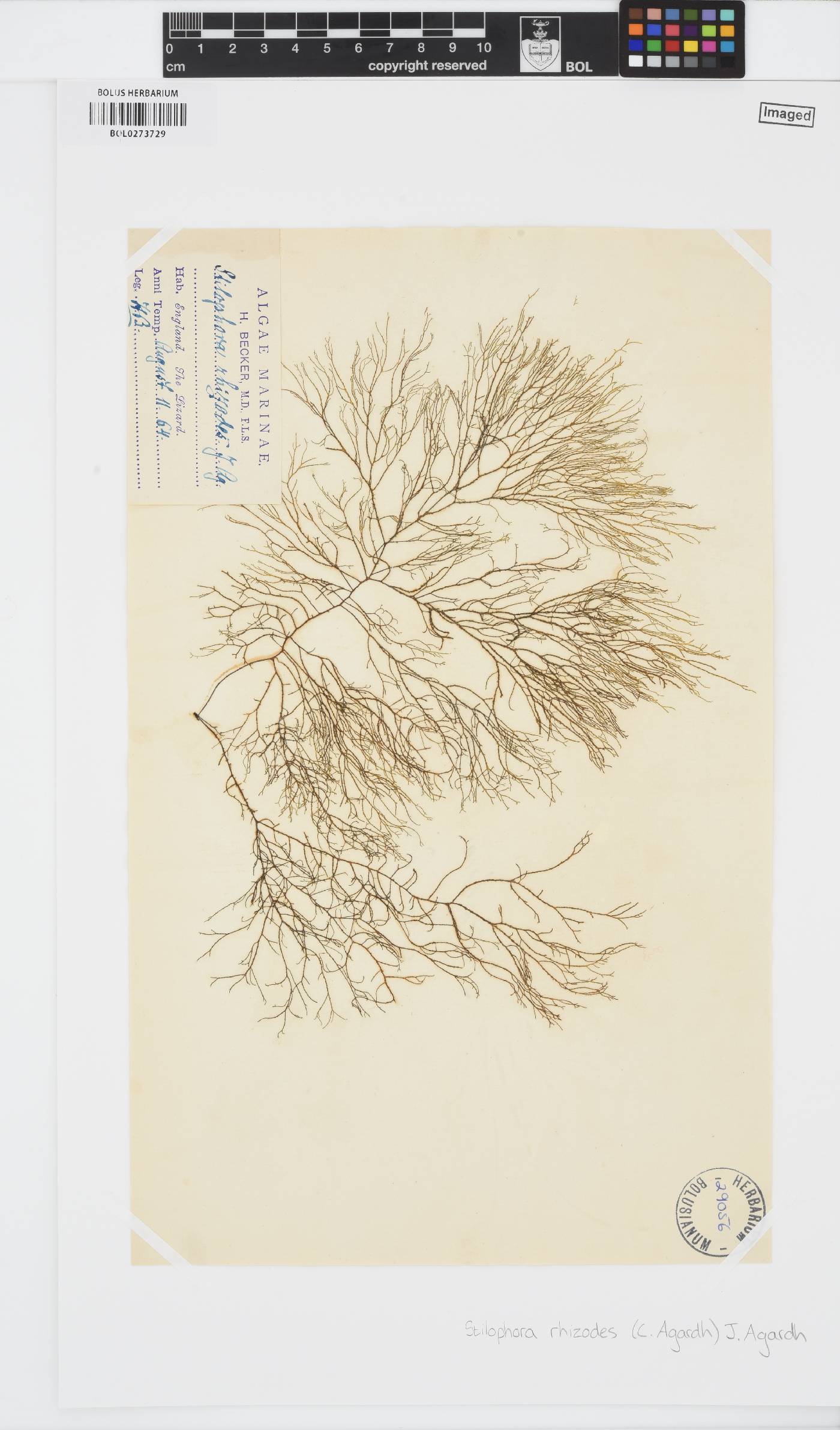 Stilophora tenella image