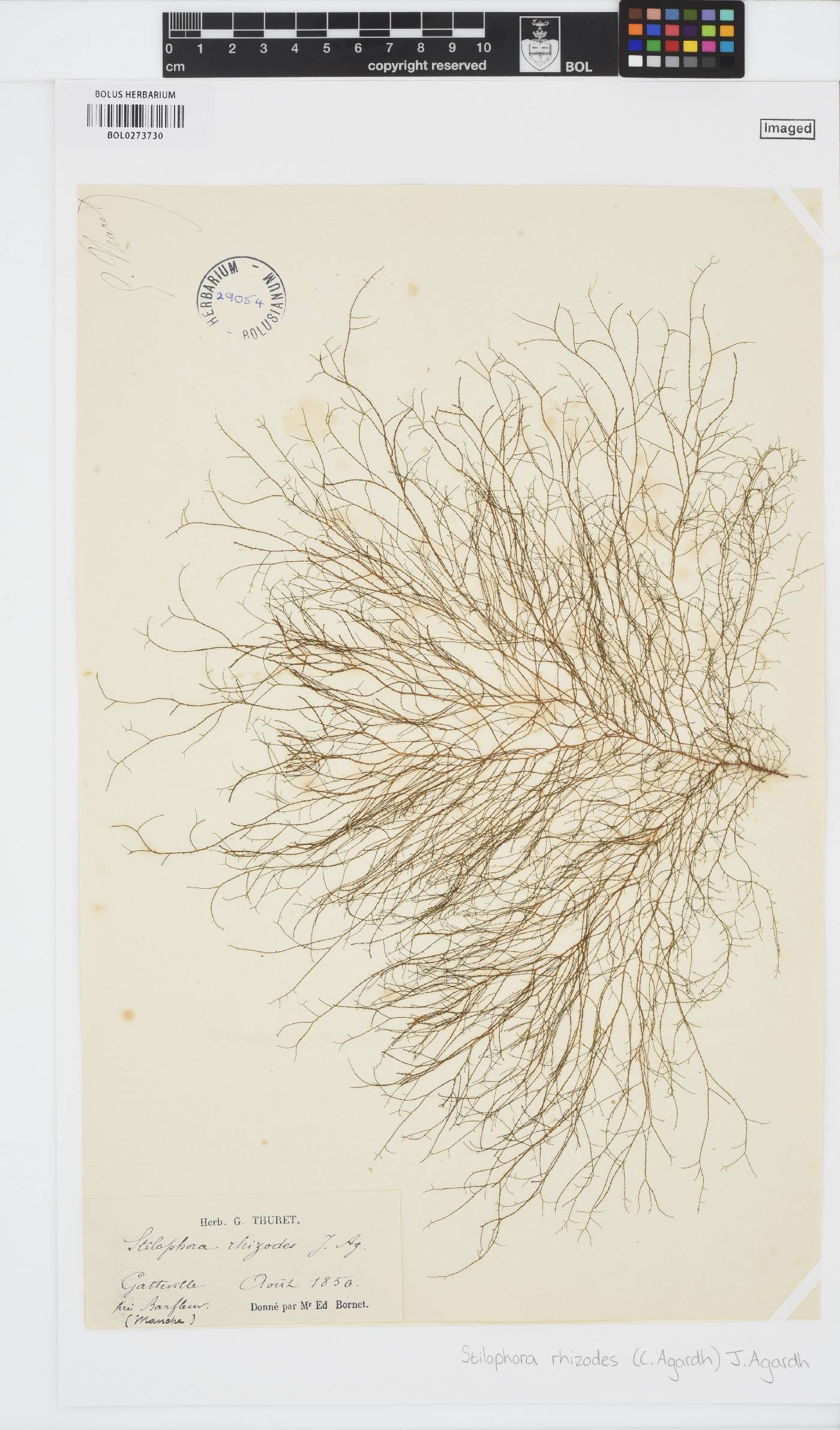 Stilophora tenella image