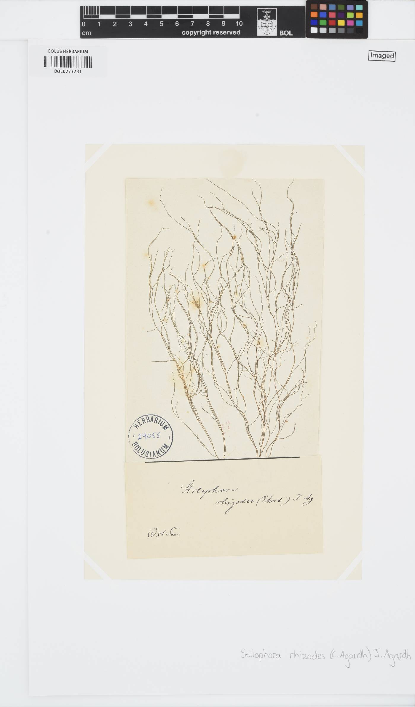 Stilophora image