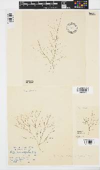 Stilophora tenella image