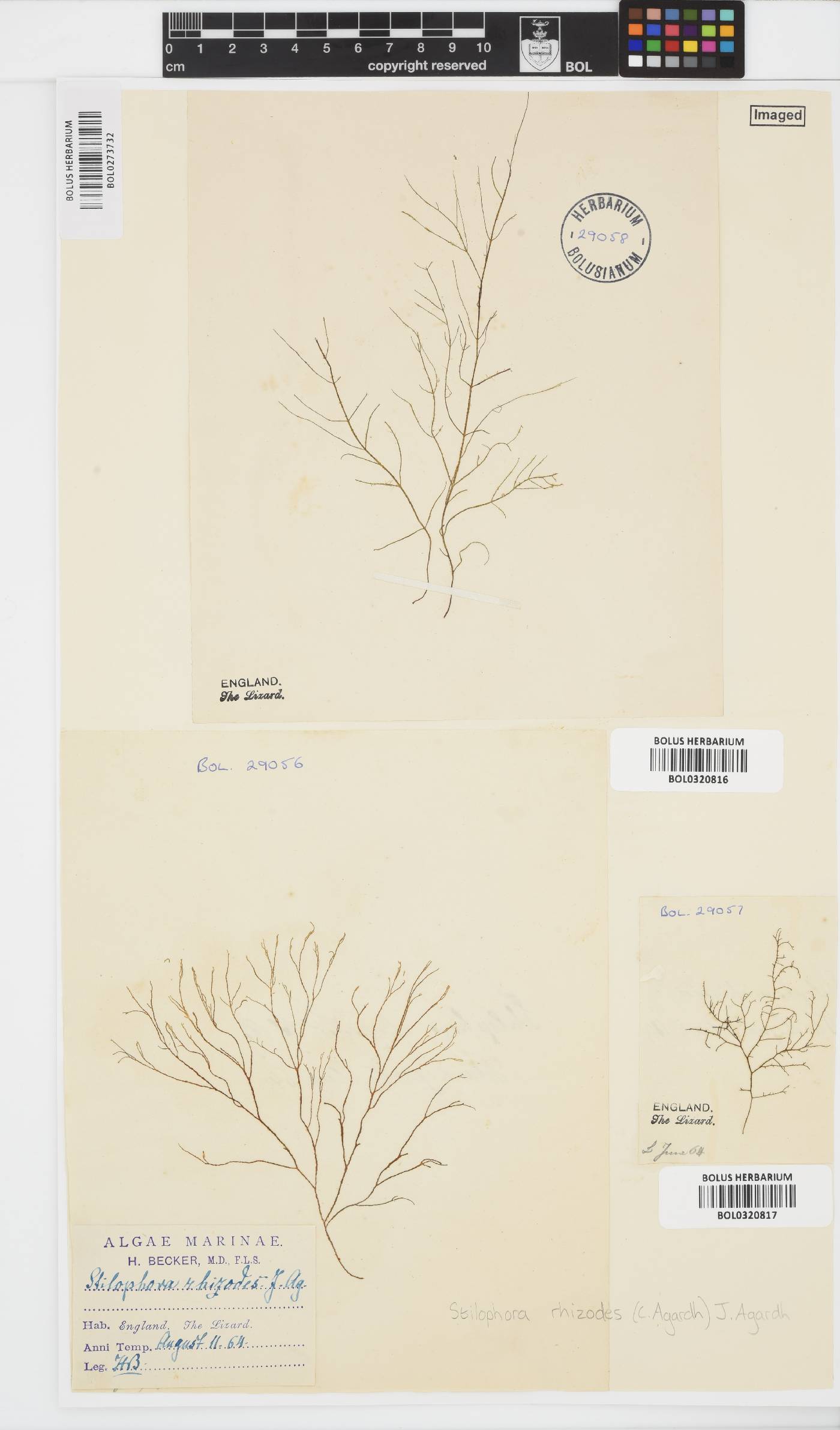 Stilophora tenella image