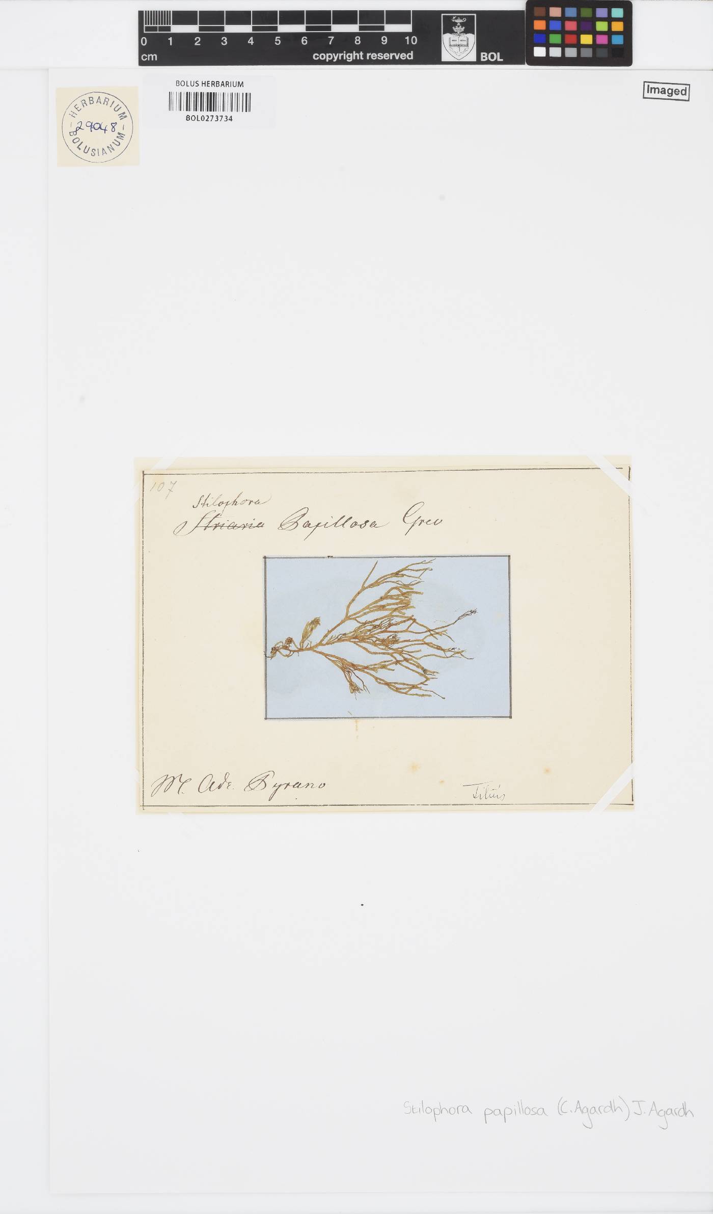 Stilophora tenella image
