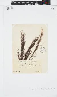 Image of Stictyosiphon tortilis