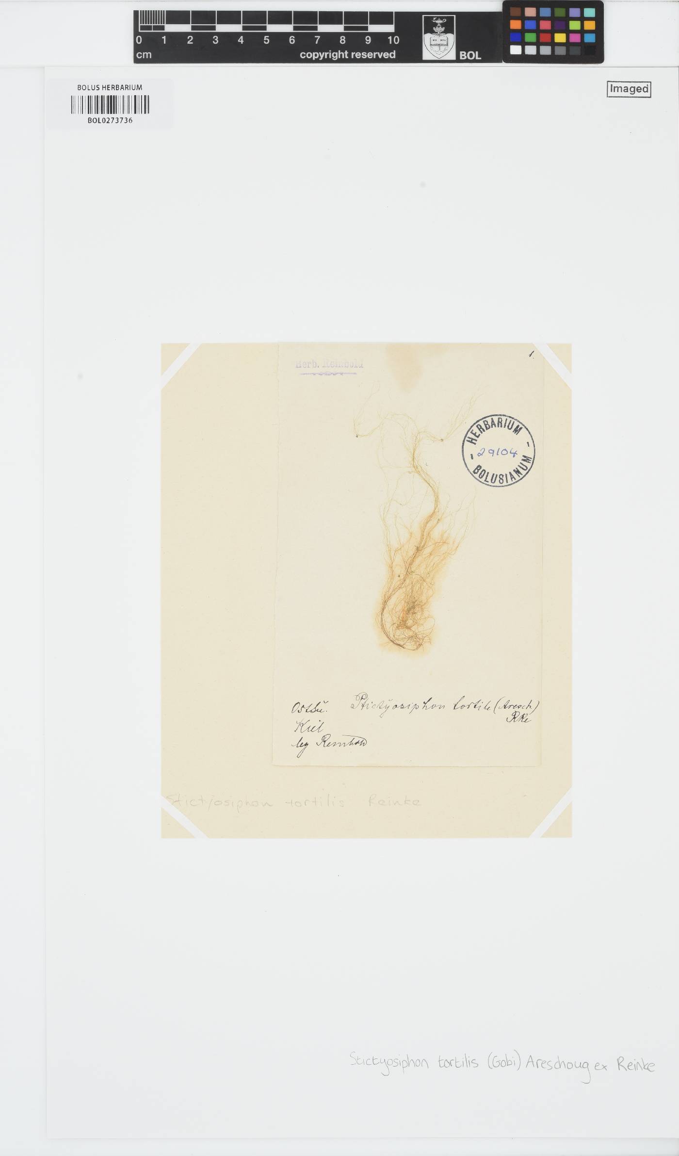 Stictyosiphon tortilis image
