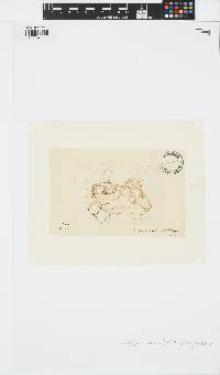 Stictyosiphon tortilis image